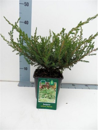 Kadagys paprastasis (Lot Juniperus comm.) 'Repanda' C2/P17 20-25 CM-KADAGIAI-SPYGLIUOČIAI