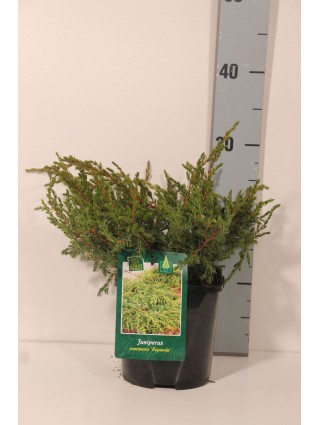 Kadagys paprastasis (Lot Juniperus comm.) 'Repanda' C2/P17 20-25 CM-KADAGIAI-SPYGLIUOČIAI