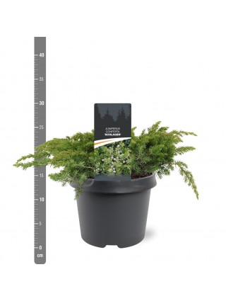 Kadagys pajūrinis (Lot Juniperus conf.) 'Schlager' C3/P19 30-40 CM-KADAGIAI-SPYGLIUOČIAI