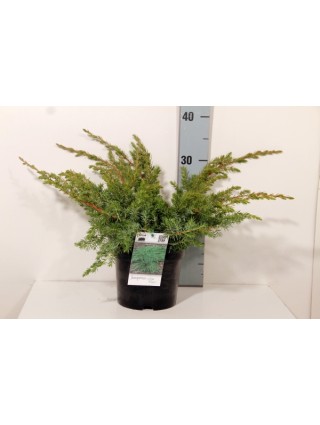 Kadagys pajūrinis (Lot Juniperus conf.) 'Schlager' C2/P17 20-25 CM-KADAGIAI-SPYGLIUOČIAI