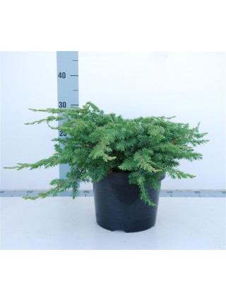 Kadagys pajūrinis (Lot Juniperus conf.) 'Schlager' C5/P23 40-50 CM-KADAGIAI-SPYGLIUOČIAI