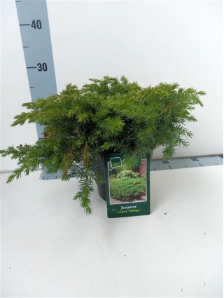 Kadagys pajūrinis (Lot Juniperus conf.) 'Schlager' C2/P17 20-25 CM-KADAGIAI-SPYGLIUOČIAI