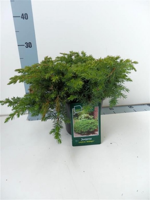 Kadagys pajūrinis (Lot Juniperus conf.) 'Schlager' C2/P17 20-25 CM-KADAGIAI-SPYGLIUOČIAI