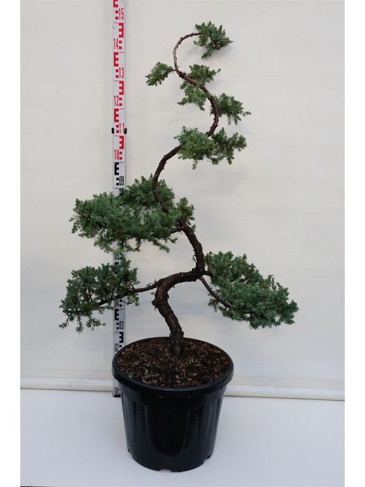 Kadagys pajūrinis (Lot Juniperus conf.) 'Schlager' BONSAI 100-125 C35-KADAGIAI-SPYGLIUOČIAI