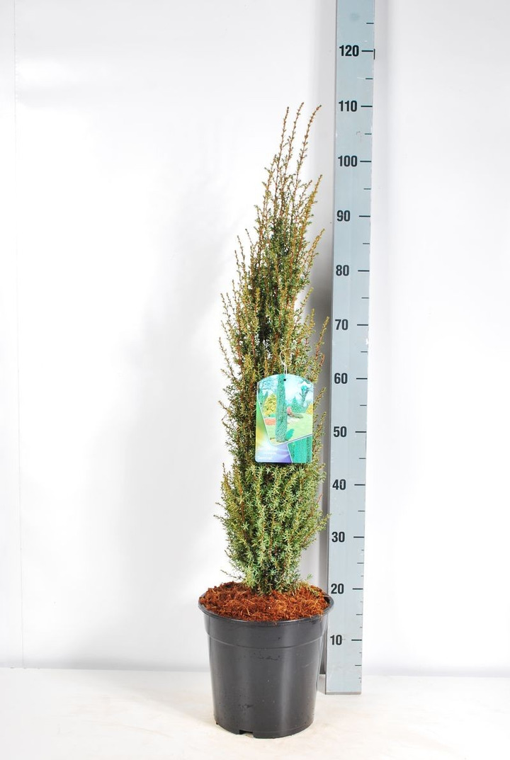 Kadagys paprastasis (Lot Juniperus comm.) 'Sentinel' C7,5/P26 80-100 CM-KADAGIAI-SPYGLIUOČIAI