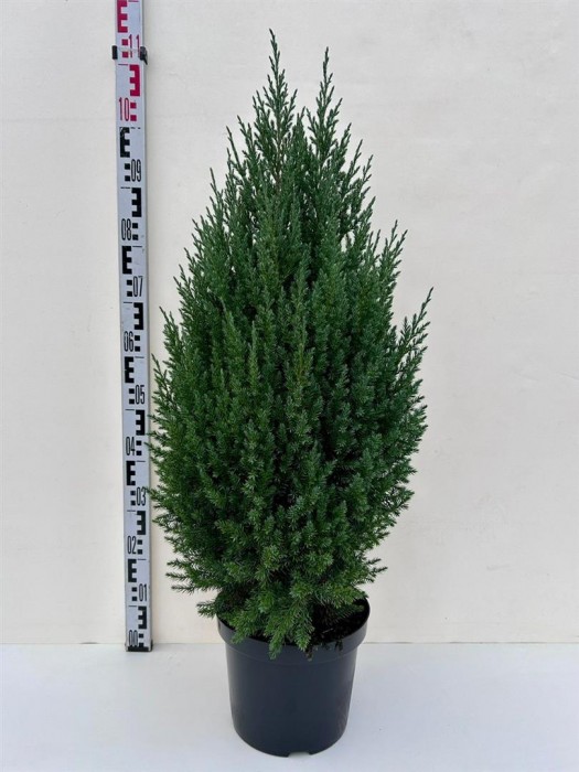 Kadagys kininis (Lot Juniperus chin.) 'Stricta' C7,5/P26 80-100 CM-KADAGIAI-SPYGLIUOČIAI