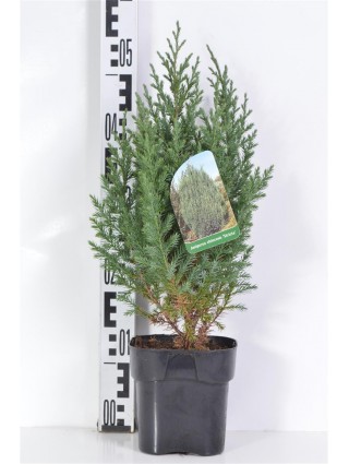 Kadagys kininis (Lot Juniperus chin.) 'Stricta' C2/P17 25-30 CM-KADAGIAI-SPYGLIUOČIAI