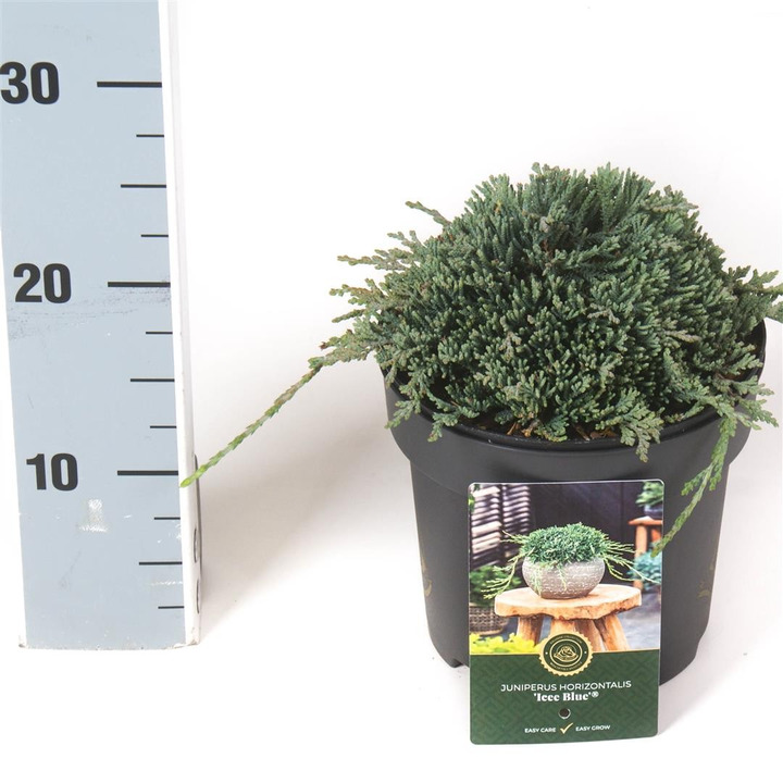 Kadagys gulsčiasis (Lot Juniperus hor.) 'Icee Blue' C2,5/P18 20-25 CM-KADAGIAI-SPYGLIUOČIAI