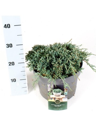 Kadagys gulsčiasis (Lot Juniperus hor.) 'Icee Blue' C5/P23 25-30 CM-KADAGIAI-SPYGLIUOČIAI