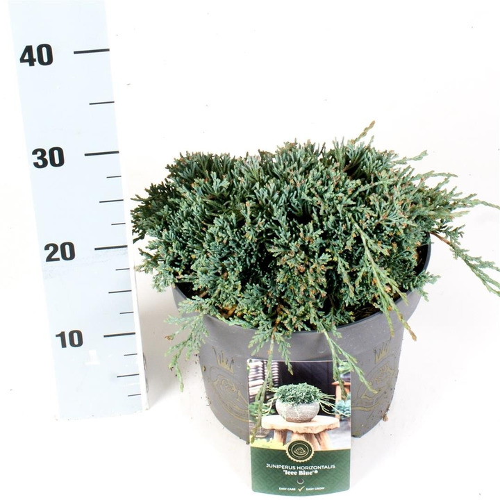 Kadagys gulsčiasis (Lot Juniperus hor.) 'Icee Blue' C5/P23 25-30 CM-KADAGIAI-SPYGLIUOČIAI
