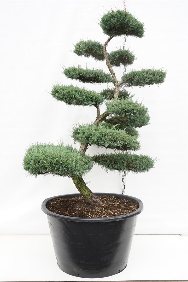 Kadagys tarpinis (Lot Juniperus media) 'Hetzii' BONSAI 175-200 C500-KADAGIAI-SPYGLIUOČIAI