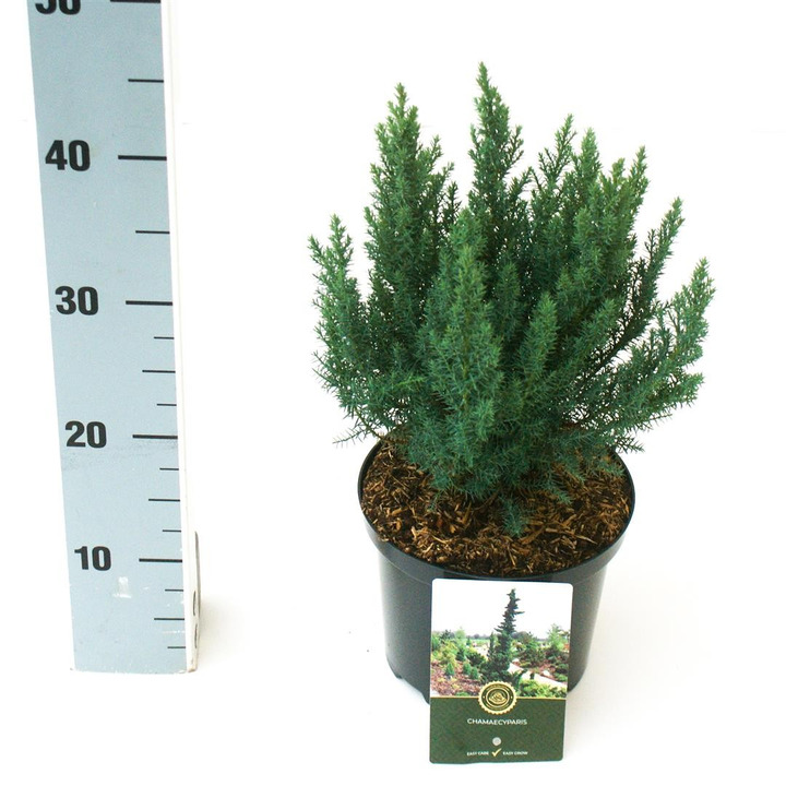 Tarpinis kadagys (Lot Juniperus pf.) 'Blue Chiff' C2,5/P18 20-25 CM-KADAGIAI-SPYGLIUOČIAI