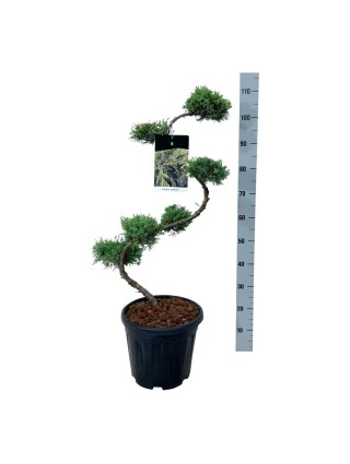 Tarpinis kadagys (Lot Juniperus pfitzeriana) BONSAI 80/+ CM C15-KADAGIAI-SPYGLIUOČIAI