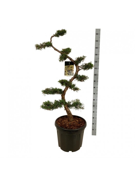 Tarpinis kadagys (Lot Juniperus pfitzeriana) BONSAI 12 CM C45-KADAGIAI-SPYGLIUOČIAI