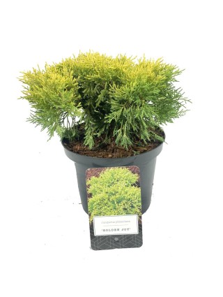 Tarpinis kadagys (Lot Juniperus pf.) 'Golden Joy' C2,5/P18 15-20 CM-KADAGIAI-SPYGLIUOČIAI