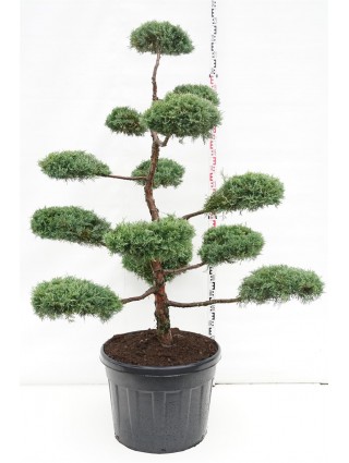 Tarpinis kadagys (Lot Juniperus pf.) 'Hill's Blue' BONSAI 150-175 C110-KADAGIAI-SPYGLIUOČIAI