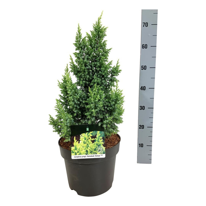 Kadagys pingii (Lot Juniperus ping.) 'Hulsdonck Yellow' C7,5/P26 40-50 CM-KADAGIAI-SPYGLIUOČIAI
