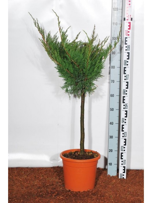 Tarpinis kadagys (Lot Juniperus pf.) 'Mint Julep' C9 KOTAS 40 CM-KADAGIAI-SPYGLIUOČIAI