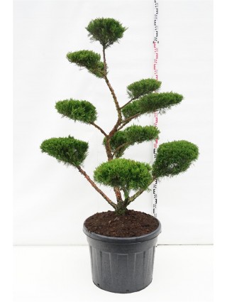 Tarpinis kadagys (Lot Juniperus pf.) 'Mint Julep' BONSAI 140-160 CM C110-KADAGIAI-SPYGLIUOČIAI