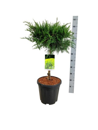 Tarpinis kadagys (Lot Juniperus pf.) 'Mint Julep' C15 KOTAS 40 CM-KADAGIAI-SPYGLIUOČIAI