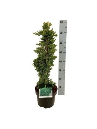 Gulsčiasis kadagys (Lot Juniperus proc.) 'Nana' 40-50 CM C5/P23-KADAGIAI-SPYGLIUOČIAI