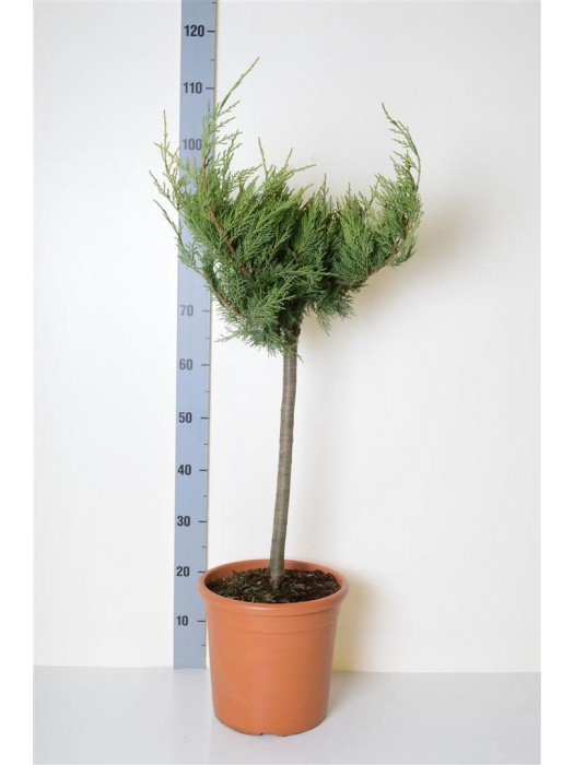 Tarpinis kadagys (Lot Juniperus pf.) 'Old Gold' C9 KOTAS 40 CM-KADAGIAI-SPYGLIUOČIAI