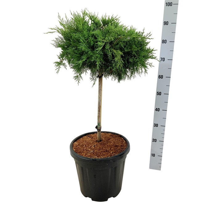 Tarpinis kadagys (Lot Juniperus pf.) 'Old Gold' C15 KOTAS 40 CM-KADAGIAI-SPYGLIUOČIAI