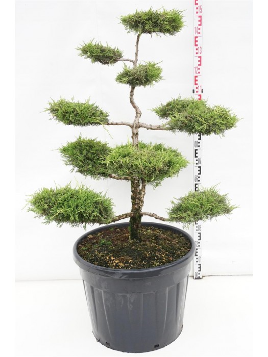 Tarpinis kadagys (Lot Juniperus pf.) 'Old Gold' BONSAI 100-125 C90-KADAGIAI-SPYGLIUOČIAI