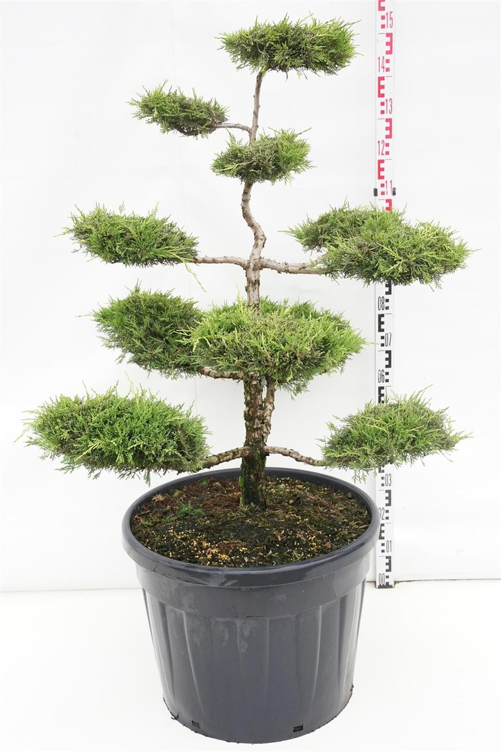 Tarpinis kadagys (Lot Juniperus pf.) 'Old Gold' BONSAI 100-125 C90-KADAGIAI-SPYGLIUOČIAI