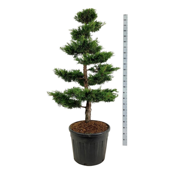 Tarpinis kadagys (Lot Juniperus pf.) 'Pfitzeriana Aurea' BONSAI 150-175 C230-KADAGIAI-SPYGLIUOČIAI