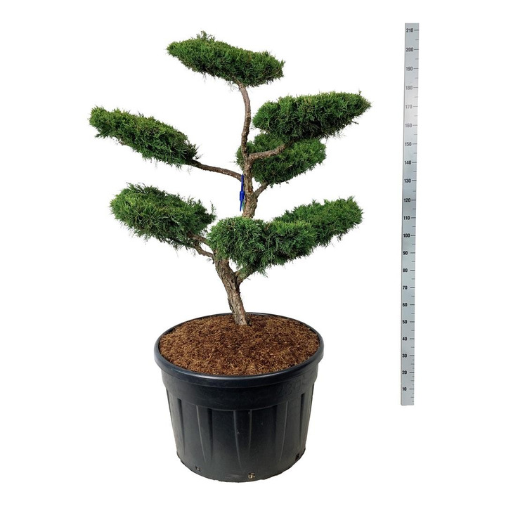 Tarpinis kadagys (Lot Juniperus pf.) 'Pfitzeriana Aurea' BONSAI 125-150 C230-KADAGIAI-SPYGLIUOČIAI