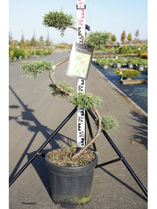 Tarpinis kadagys (Lot Juniperus pf.) 'Pfitzeriana Aurea' BONSAI 80/+ CM C15-KADAGIAI-SPYGLIUOČIAI