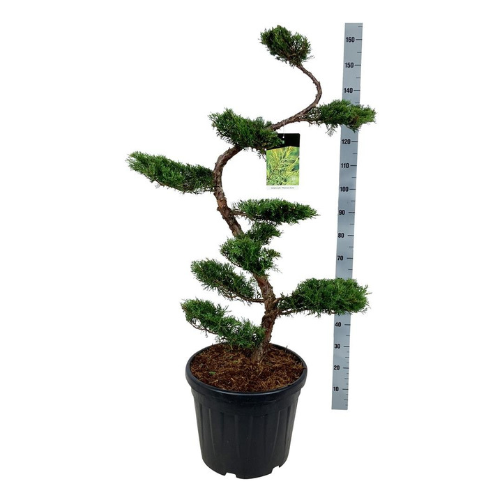 Tarpinis kadagys (Lot Juniperus pf.) 'Pfitzeriana Aurea' BONSAI 12 CM C45-KADAGIAI-SPYGLIUOČIAI