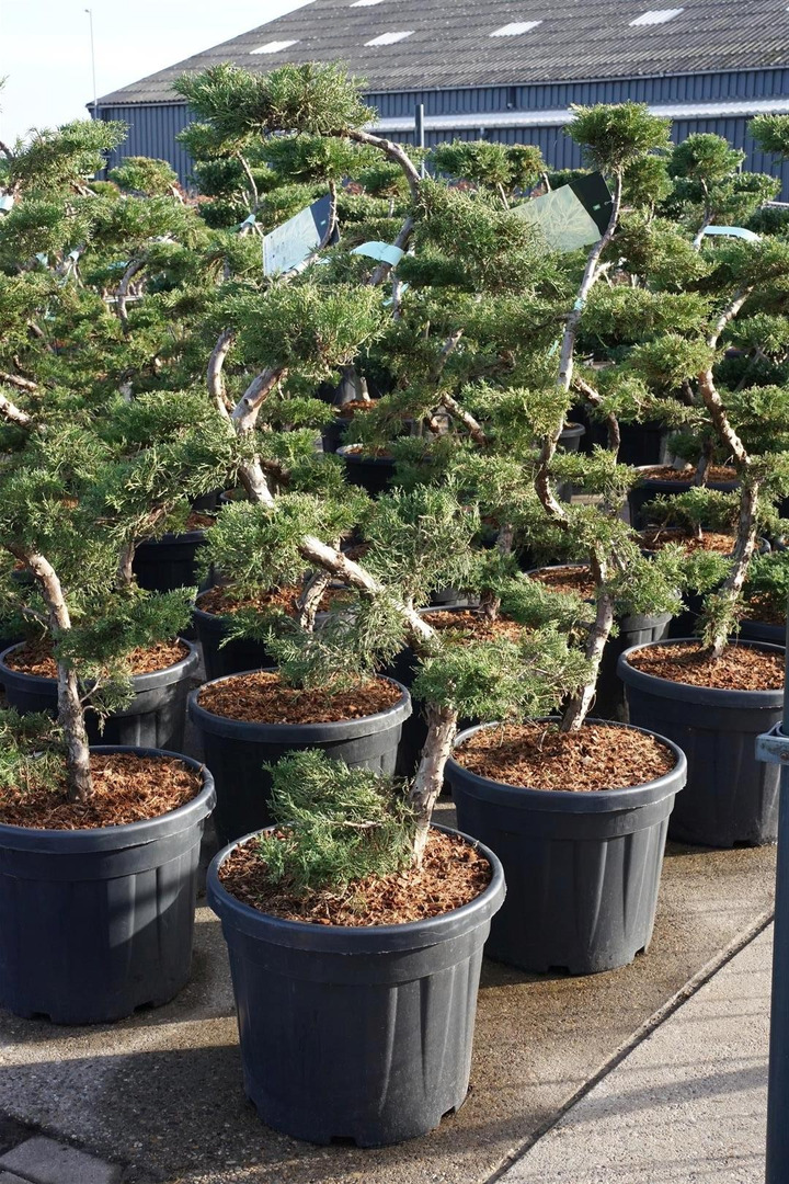Tarpinis kadagys (Lot Juniperus pf.) 'Pfitzeriana Aurea' BONSAI 12 CM C45-KADAGIAI-SPYGLIUOČIAI