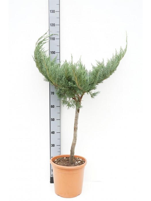 Tarpinis kadagys (Lot Juniperus pf.) 'Pfitzeriana Glauca' C9 KOTAS 40 CM-KADAGIAI-SPYGLIUOČIAI