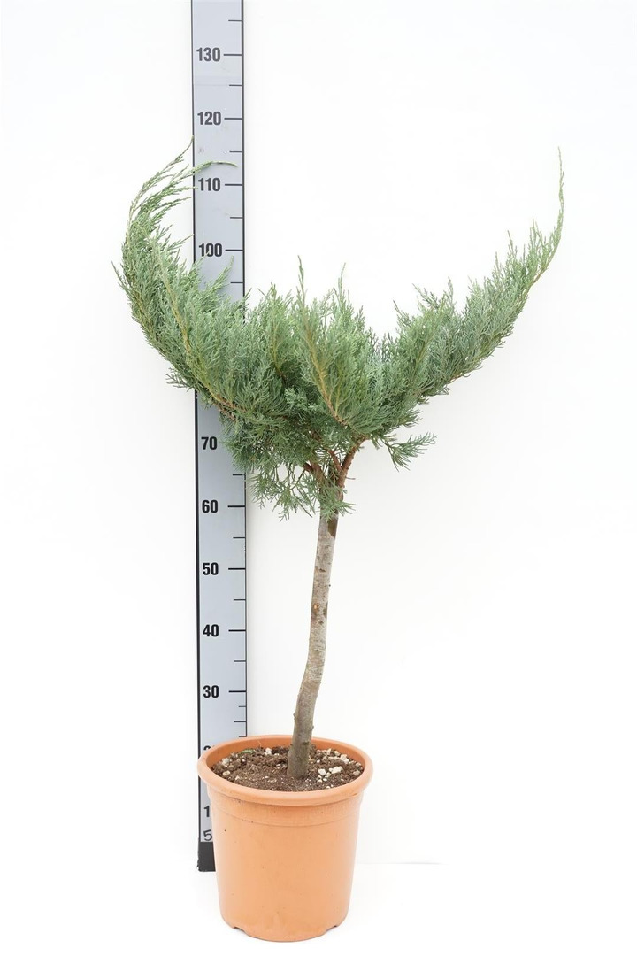 Tarpinis kadagys (Lot Juniperus pf.) 'Pfitzeriana Glauca' C9 KOTAS 40 CM-KADAGIAI-SPYGLIUOČIAI