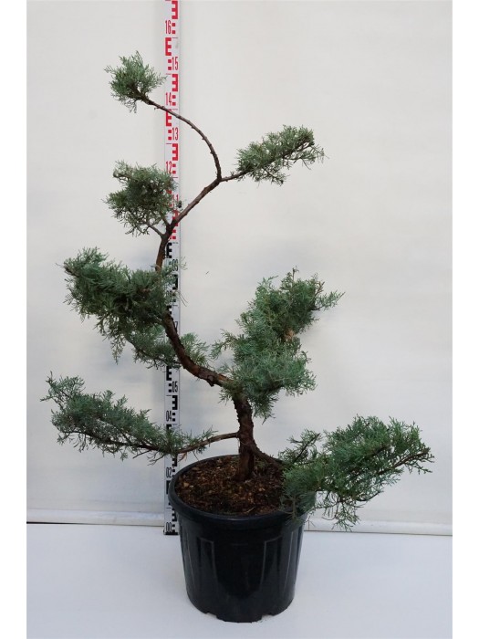 Tarpinis kadagys (Lot Juniperus pf.) 'Pfitzeriana Glauca' BONSAI 100-125 C35-KADAGIAI-SPYGLIUOČIAI