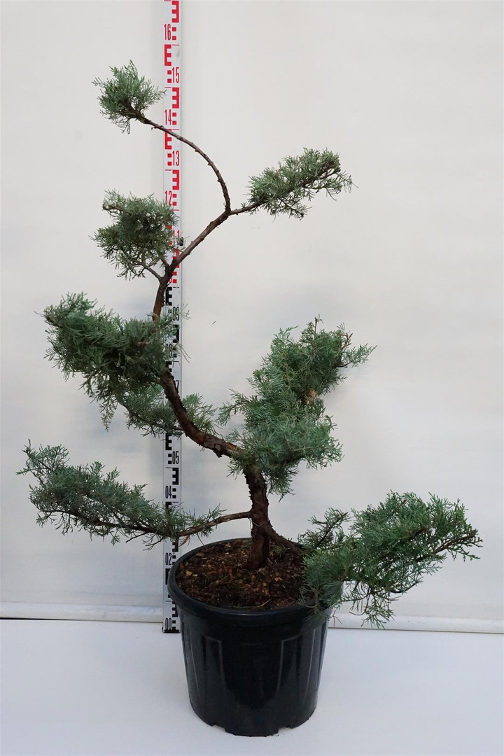 Tarpinis kadagys (Lot Juniperus pf.) 'Pfitzeriana Glauca' BONSAI 100-125 C35-KADAGIAI-SPYGLIUOČIAI