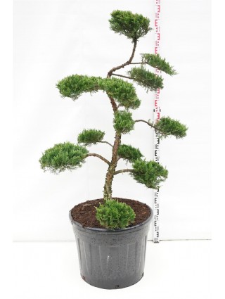 Kadagys kazokinis (Lot Juniperus sabina) BONSAI 125-150 C90-KADAGIAI-SPYGLIUOČIAI