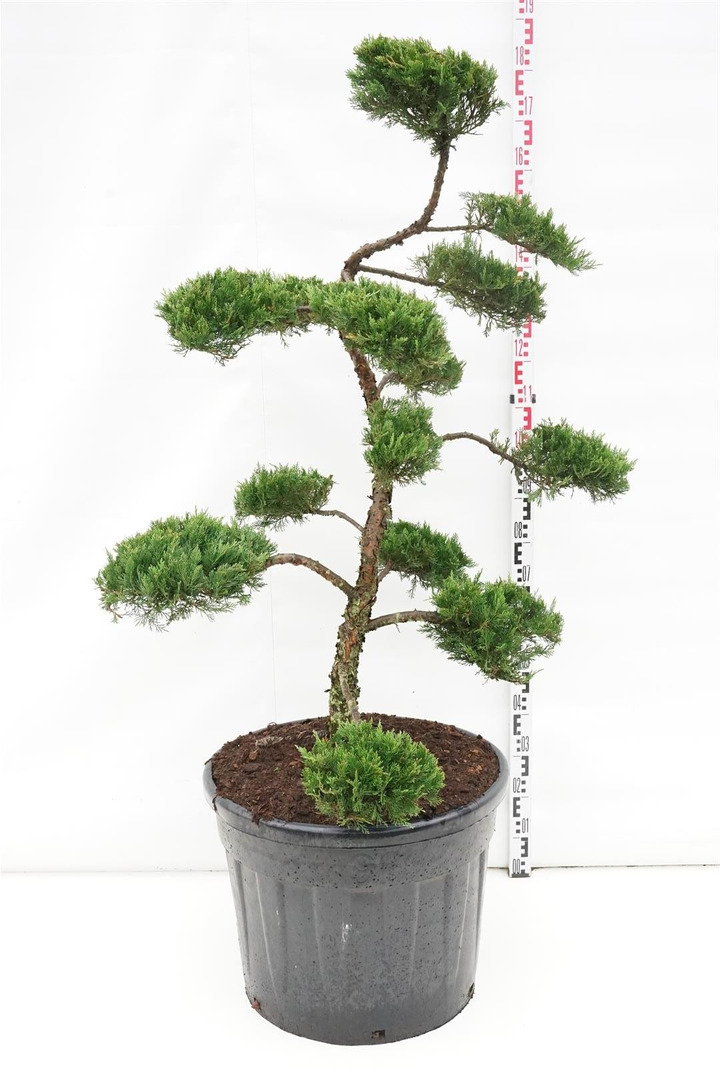 Kadagys kazokinis (Lot Juniperus sabina) BONSAI 125-150 C90-KADAGIAI-SPYGLIUOČIAI