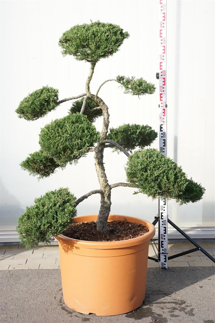 Kadagys kazokinis (Lot Juniperus sabina) BONSAI 100-120 C80-KADAGIAI-SPYGLIUOČIAI