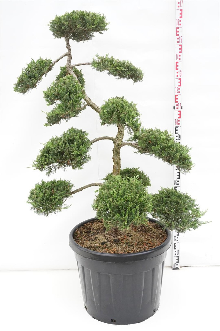 Kadagys kazokinis (Lot Juniperus sabina) BONSAI 100-125 C90-KADAGIAI-SPYGLIUOČIAI