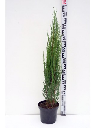 Kadagys uolinis (Lot Juniperus scop.) 'Blue Arrow' C3/P19 60-80 CM-KADAGIAI-SPYGLIUOČIAI