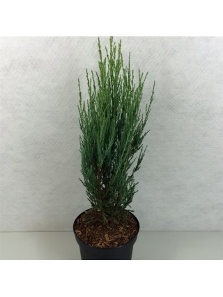 Kadagys uolinis (Lot Juniperus scop.) 'Blue Arrow' C3/P19 50-60 CM-KADAGIAI-SPYGLIUOČIAI
