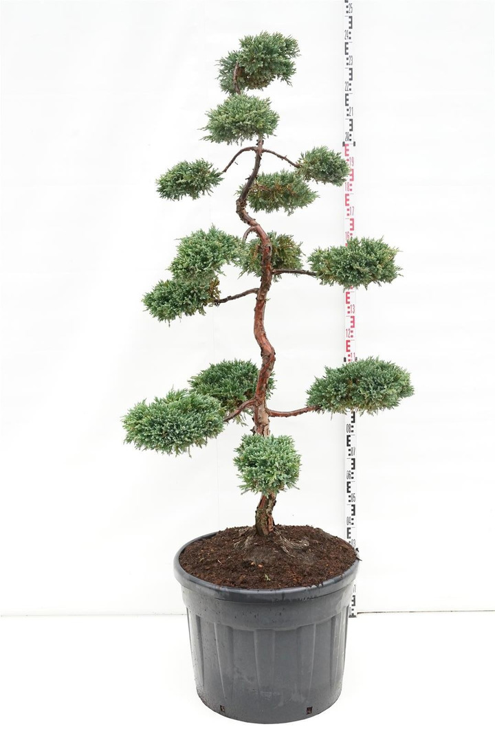 Kadagys žvynuotasis (Lot Juniperus squa.) 'Blue Carpet' BONSAI 175-200 C130-KADAGIAI-SPYGLIUOČIAI