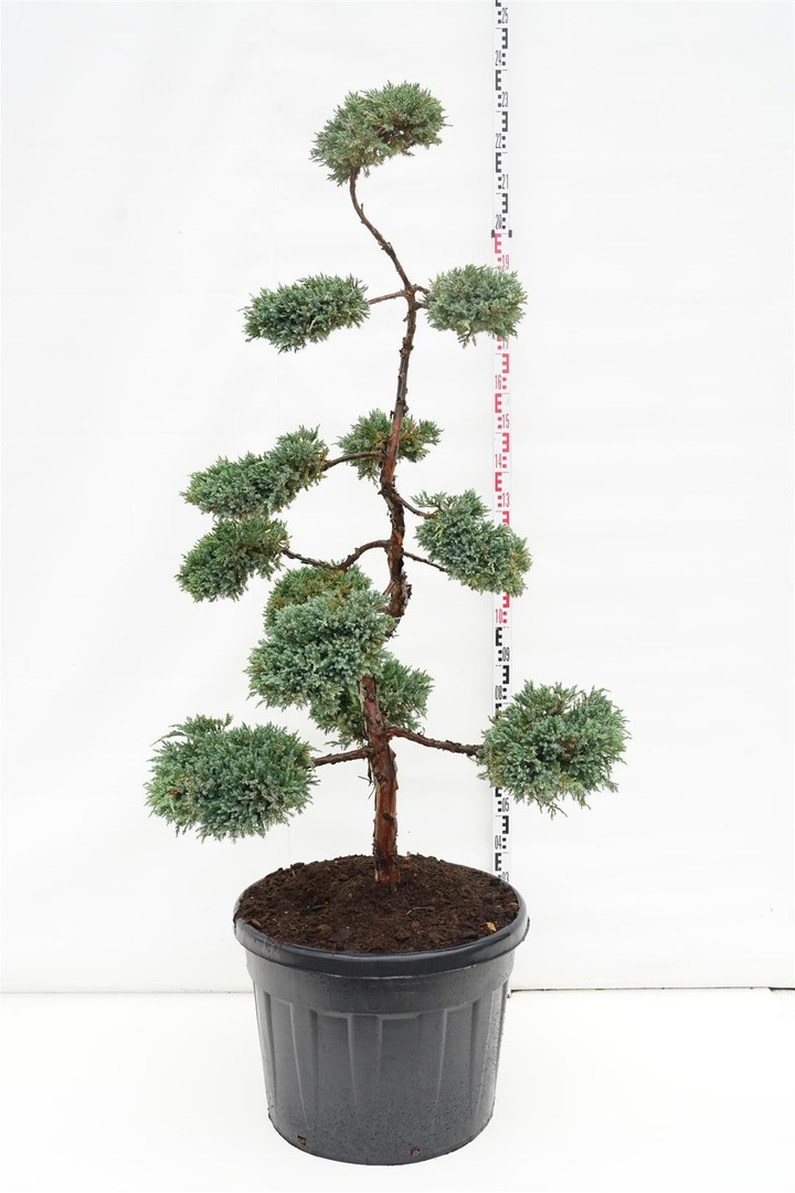 Kadagys žvynuotasis (Lot Juniperus squa.) 'Blue Carpet' BONSAI 150-175 C110-KADAGIAI-SPYGLIUOČIAI