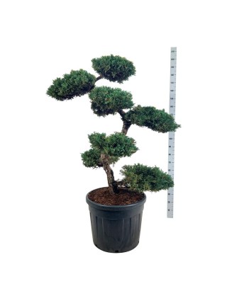 Kadagys žvynuotasis (Lot Juniperus squa.) 'Blue Carpet' BONSAI 100-125 C90-KADAGIAI-SPYGLIUOČIAI