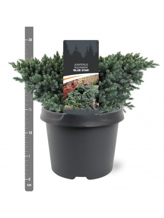 Kadagys žvynuotasis (Lot Juniperus squa.) 'Blue Star' C3/P19 20-25 CM-KADAGIAI-SPYGLIUOČIAI