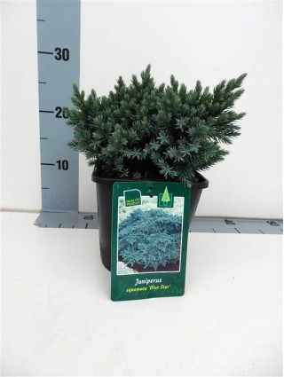 Kadagys žvynuotasis (Lot Juniperus squa.) 'Blue Star' C2/P17 15-20 CM-KADAGIAI-SPYGLIUOČIAI