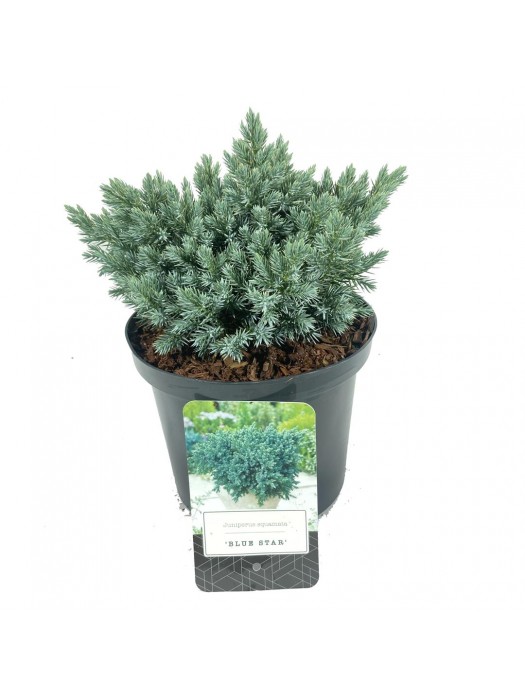 Kadagys žvynuotasis (Lot Juniperus squa.) 'Blue Star' C2,5/P18 15-20 CM-KADAGIAI-SPYGLIUOČIAI